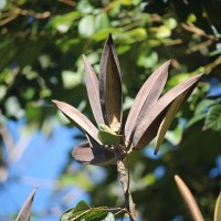 Spathodea campanulata P.Beauv.